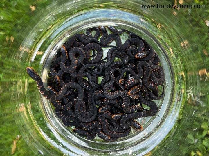 Florida Banded Water Snakes